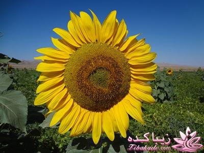 .:آلبوم عکسهای خودگرفته ما:.